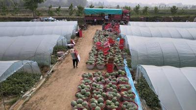 襄阳谷城：大棚种下“致富瓜” 铺就“甜蜜”幸福路