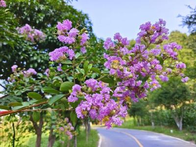 襄阳谷城：盛夏紫薇燃红霞 乡村风景入画来 
