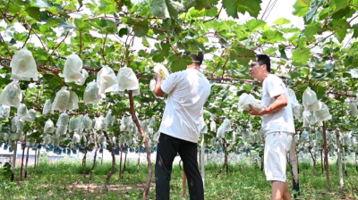 襄阳谷城：以知识深耕沃土 酿就有机葡萄“甜蜜事业” 