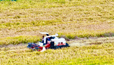 襄阳谷城：稻黄抢收正当时 秸秆变“宝”护生态