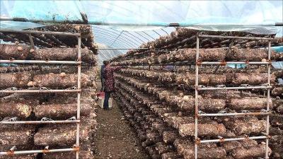 襄阳谷城：“每一朵都是订单”！城关镇柜门关村秋菇抢“鲜”出棚