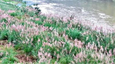襄阳谷城：好一片“梦幻芦苇海”！城关镇谢家营村秋日限定浪漫上线
