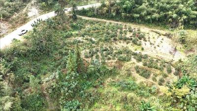 襄阳谷城：油茶花香漫谷！紫金镇观音堂村采茶人笑展丰收颜