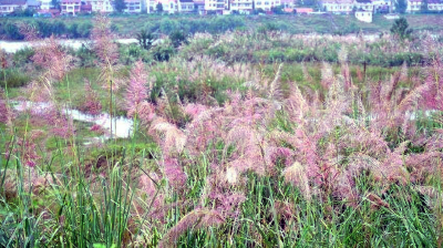 襄阳谷城：好一片“梦幻芦苇海”！秋日限定浪漫上线 