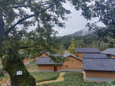 襄阳谷城：五山镇百年古树布“药箱” 守护乡愁烟火气