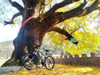 千余处古树守望乡愁！襄阳谷城“古树+”模式绘就绿水青山新画卷 