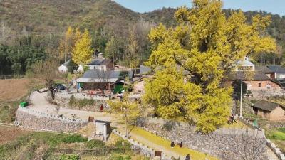 襄阳谷城：一树金黄“活”了一个村！茨河镇胡家泉村千年银杏引客来