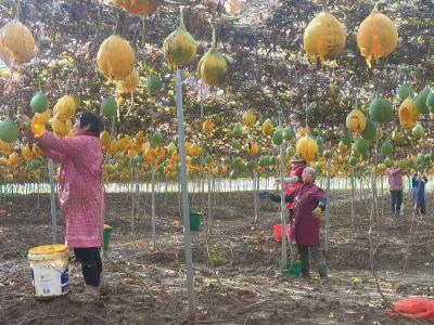 瓜蒌喜丰收 农民采摘忙 冷集镇隋洲村70亩低产田变身“致富黄金地” 