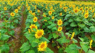 向日葵落幕 油菜花接棒！谷城“花样轮作”绘就振兴新图景 