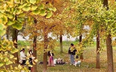 满树“黄金甲” 邂逅秋日童话！谷城茶庵村银杏林成打卡胜地 