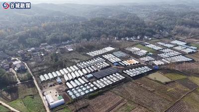 庙滩镇高台铺村迎来丰收季，百亩香菇撑起 “致富天”