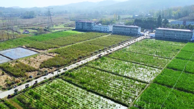 襄阳谷城：小茭白撑起乡村振兴大产业！庙滩镇小河村奏响致富“茭”响曲