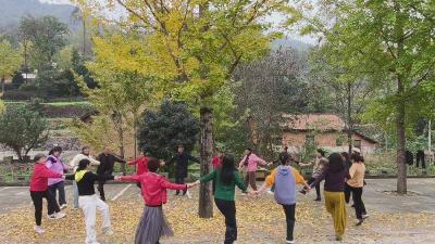 襄阳谷城：千年银杏引客来 