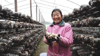 “蘑”力全开！襄阳谷城“菌”业撑起致富伞 