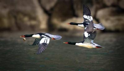 从“稀客”到“常客”！中华秋沙鸭连续6年打卡湖北南河国家级自然保护区 