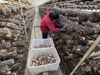 小菌菇释放大“蘑”力 五山镇菌菇产业成乡村振兴新引擎 