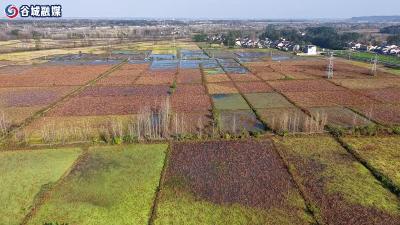 荷塘采收忙 脆藕盈筐庆岁康