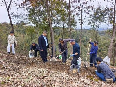 林下生“金”！襄阳谷城黄精产业绘就乡村振兴新画卷 