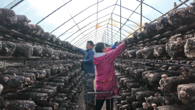 田纪昌：脱下军装不改本色 扎根乡土种出“致富菇” 