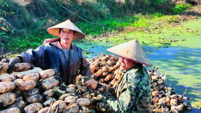 湖北谷城：千亩藕塘迎丰收 “水中珍品”铺就乡村振兴路