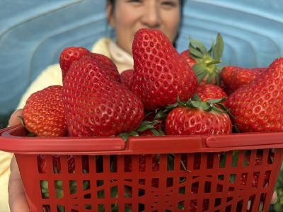 蜂蜜+应季蔬菜！谷城这个草莓基地不止采摘，还有N种玩法 