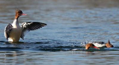 谷城迎来“鸟中大熊猫”中华秋沙鸭