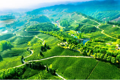 襄阳谷城茶产业获两项全国荣誉 