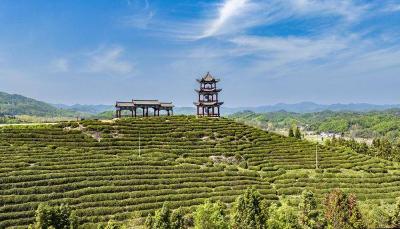 襄阳谷城：在茶香与烟火间 来一场穿越山水的CityWalk