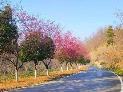 襄阳谷城：解锁冬日限定浪漫！来老君山邂逅一场早樱盛宴 