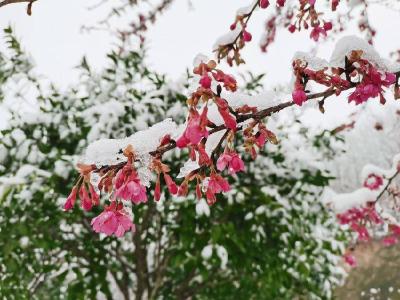 雪映红樱！襄阳谷城樱花谷冬日限定美景惊艳上线 