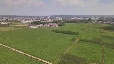 先修路，再建园，后兴业！襄阳谷城贾庙村的幸福“三步走” 