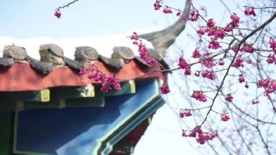 雪后老君山：樱色映亭 湖光入画 