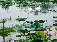 谷城县“和美乡村”摄影大赛作品展