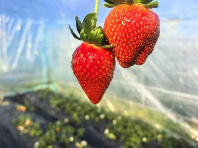 襄阳谷城：红颜鲜果引客来！