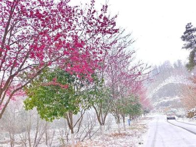 雪映红樱！襄阳谷城樱花谷冬日限定美景惊艳上线
