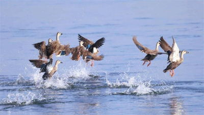 世界湿地日丨襄阳谷城迎来万余候鸟迁徙