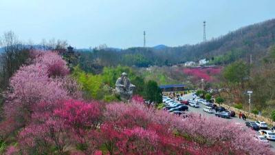 谷城老君山：一朵樱花“链”起乡村致富路