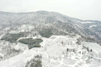 【乡村发现】春雪润茶园！每一帧都入眼成画……