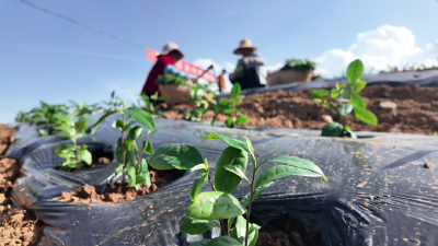 奋斗春天里 | 春耕好时节，茶苗移栽忙！店垭镇以“技”助力推动茶产业提质增效