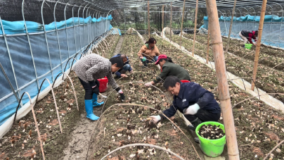 奋斗春天里 | 小菌撑起“致富伞”！保康百亩羊肚菌喜获丰收