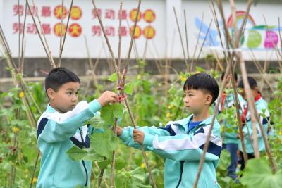 芒”有所得，“种”有所获！保康这所小学，让劳动教育浸润孩子心灵