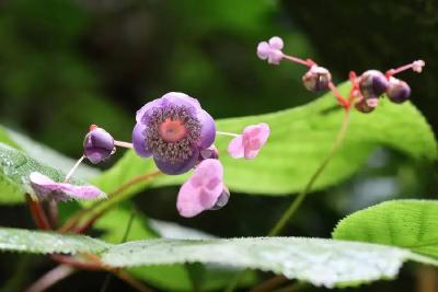 植物界“连体婴儿”含苞吐蕊！保康发现大面积这种珍稀植物……