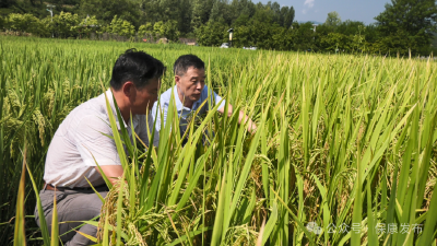 一粒良种，万担好粮！“金种子工程”筑牢保康粮食安全根基