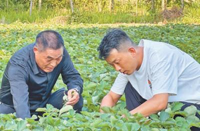 天雄村成“草莓村”