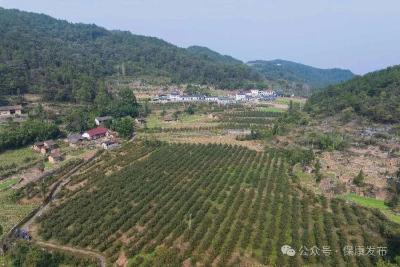 荆山南北好“丰”景丨好“柿”节，好味道！在保康，“吃软不吃硬”的季节到了……