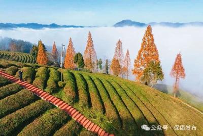 襄阳保康：水杉着“红装”，云海绕山峦！