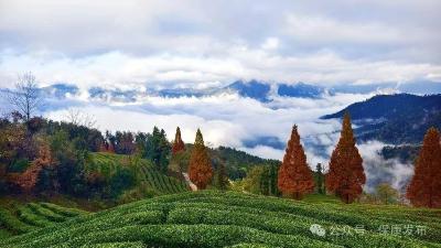 湖北保康：云锁山头雾笼纱！官山茶园，藏不住的冬日好风光