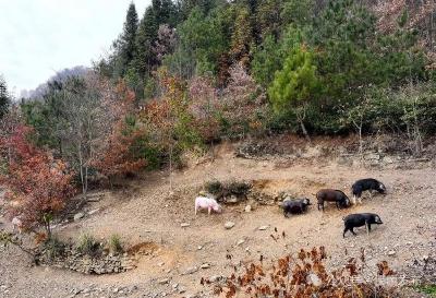 草药养殖，自由撒欢！他的“零抗”跑山猪“拱”出致富“新赛道”