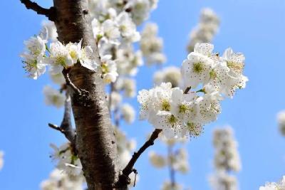 乡村发现 | 春日限定！保康的樱桃花海浪漫 “出圈”，速来打卡~