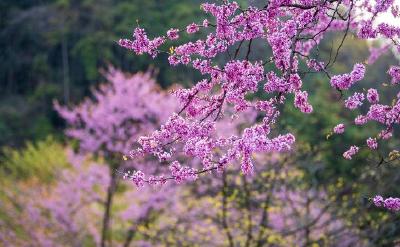 保康：“一朵花”撬动“全域美”